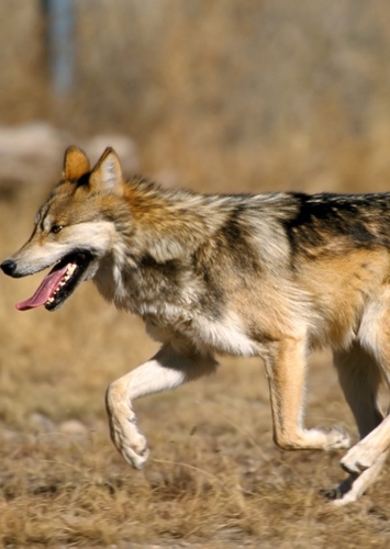 Mateo the Mexican Wolf