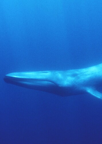 Matt The Antarctic Blue Whale