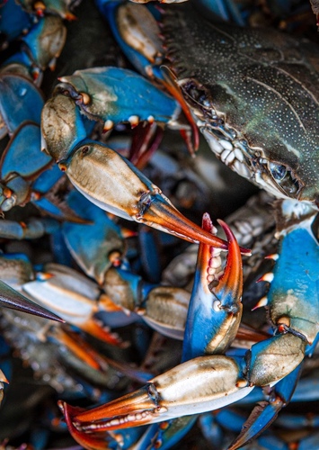 MAX CRAB🖤