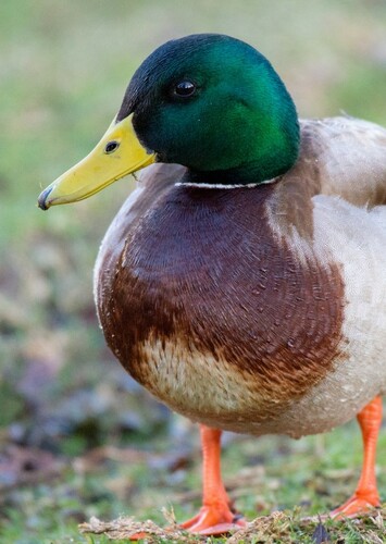 Max the Mallard Duck