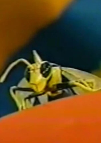 Max the Wasp