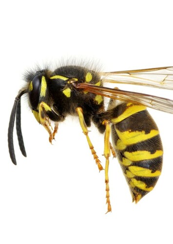 Max The Wasp