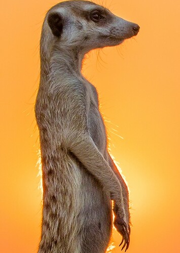 Meerkat