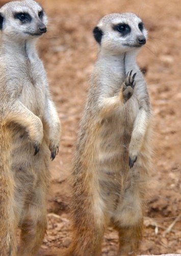 Meerkat