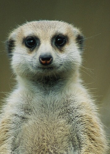 Meerkat