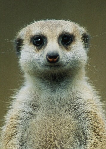Meerkat