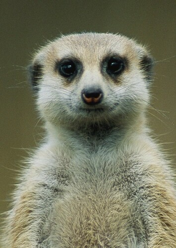 Meerkat