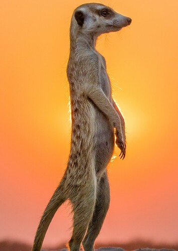 Meerkat