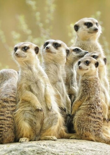 Meerkat