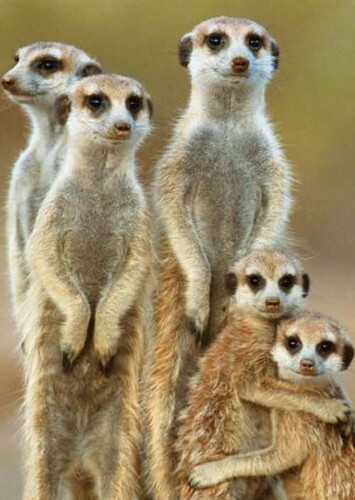 Meerkat