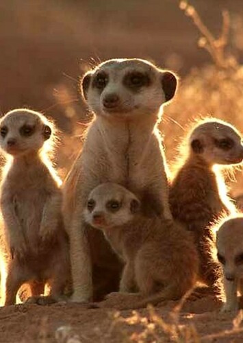 Meerkat