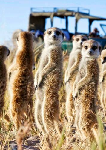Meerkat