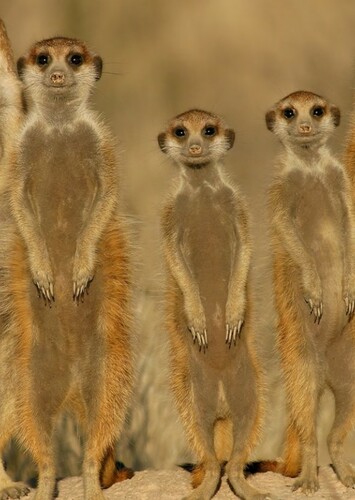 Meerkat