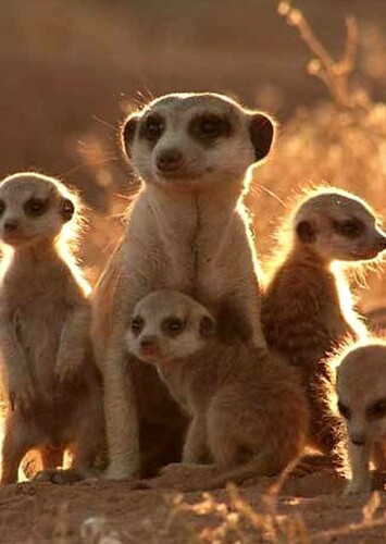 Meerkat