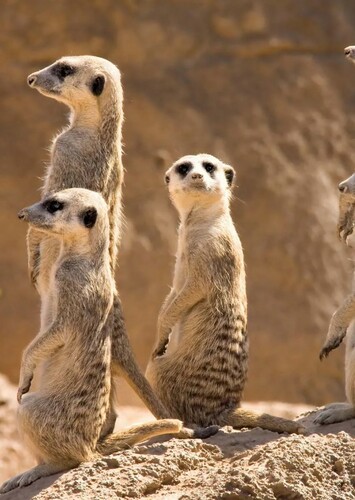Meerkat