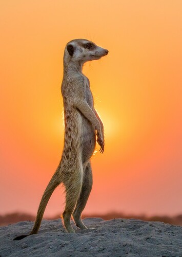 Meerkat