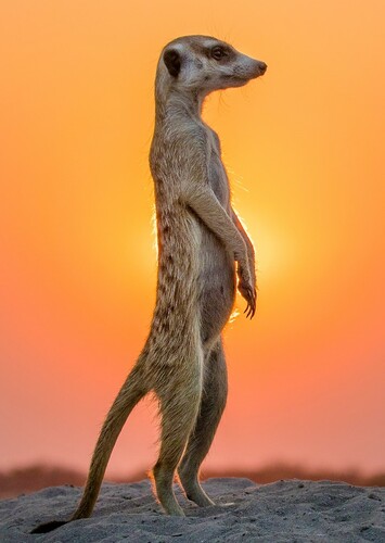 Meerkat