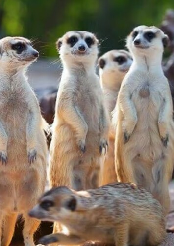 Meerkat