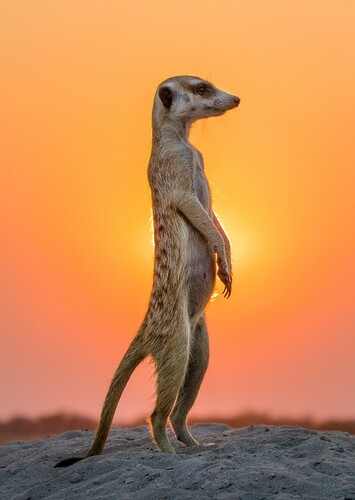 Meerkat