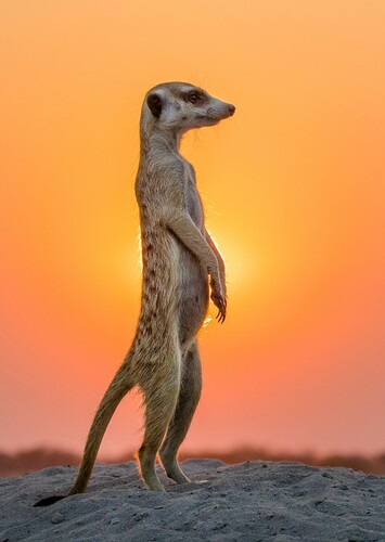Meerkat