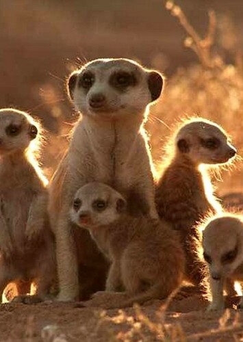 Meerkat