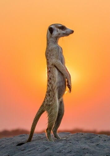 Meerkat