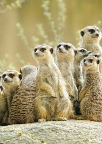 Meerkat