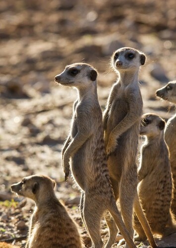 Meerkat