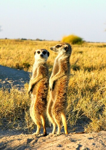 Meerkat