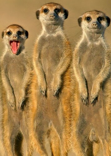 Meerkat