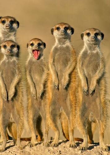 Meerkat