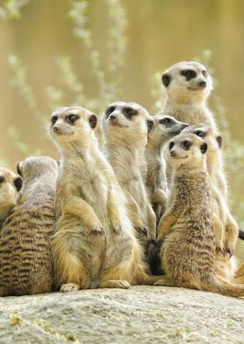Meerkat