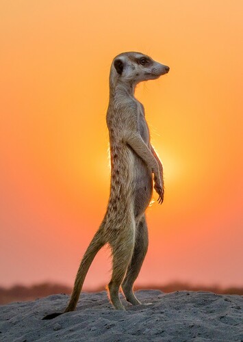 Meerkat