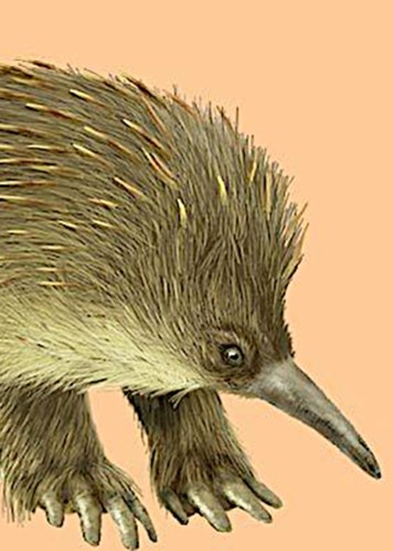 Megalibgwilia