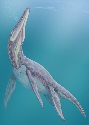 Megalneusaurus