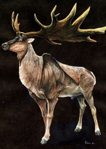 Megaloceros