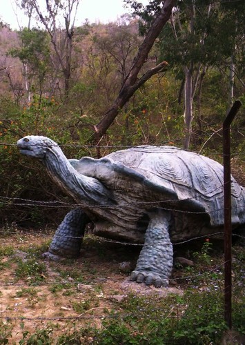 Megalochelys