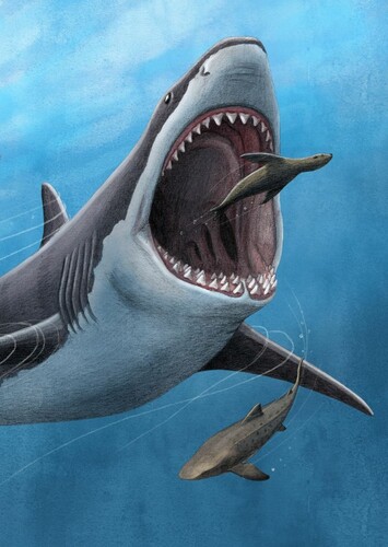 Megalodon