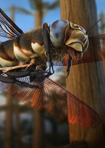 Meganisoptera