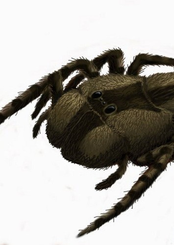 Megarachne