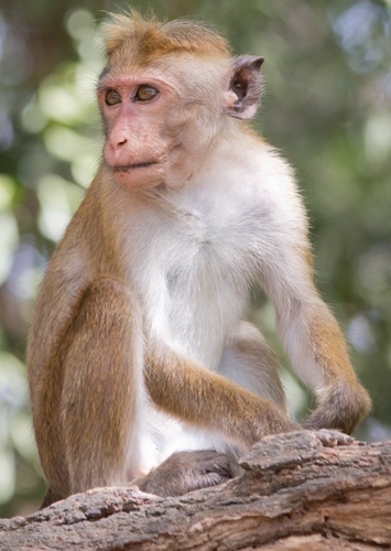 Mel the Monkey