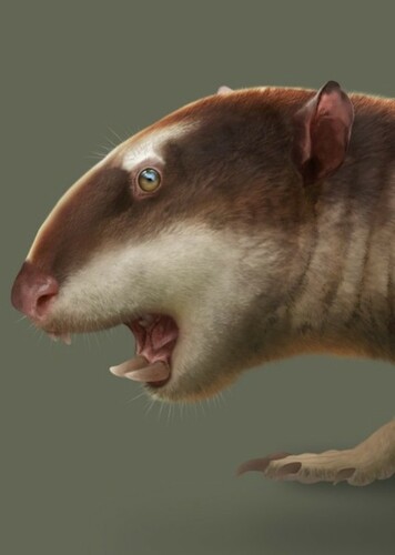 Meniscoessus