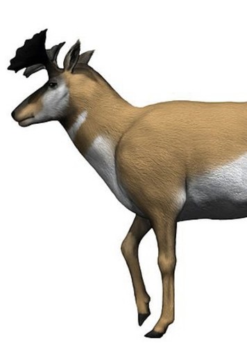 Merriamoceros