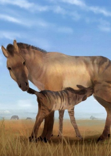 Merychippus