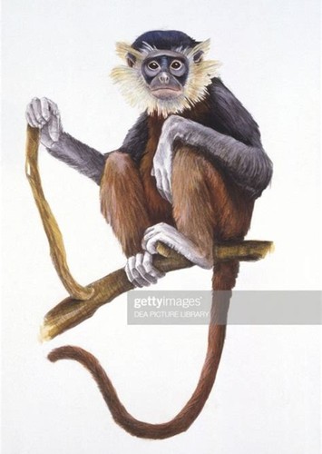 Mesopithecus