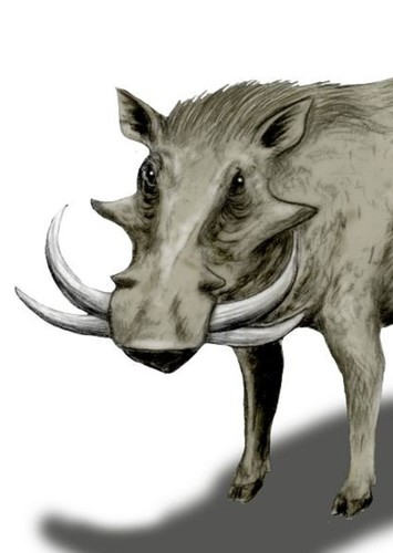 Metridiochoerus