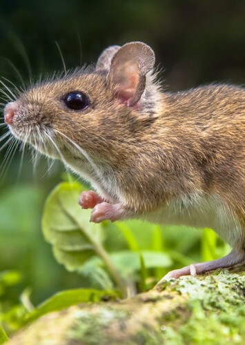 Mice