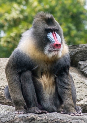 Michael the Mandrill