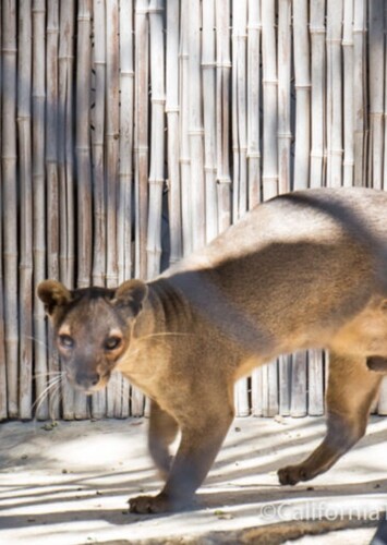 Micke Grove Zoo
