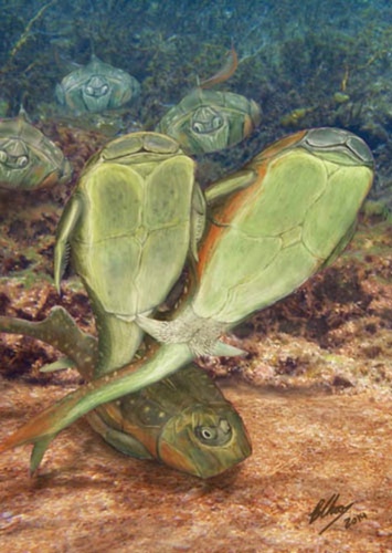 Microbrachius